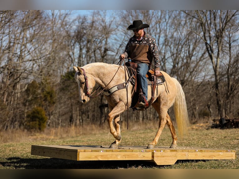 American Quarter Horse Castrone 11 Anni 152 cm Palomino in Santa Fe, TN