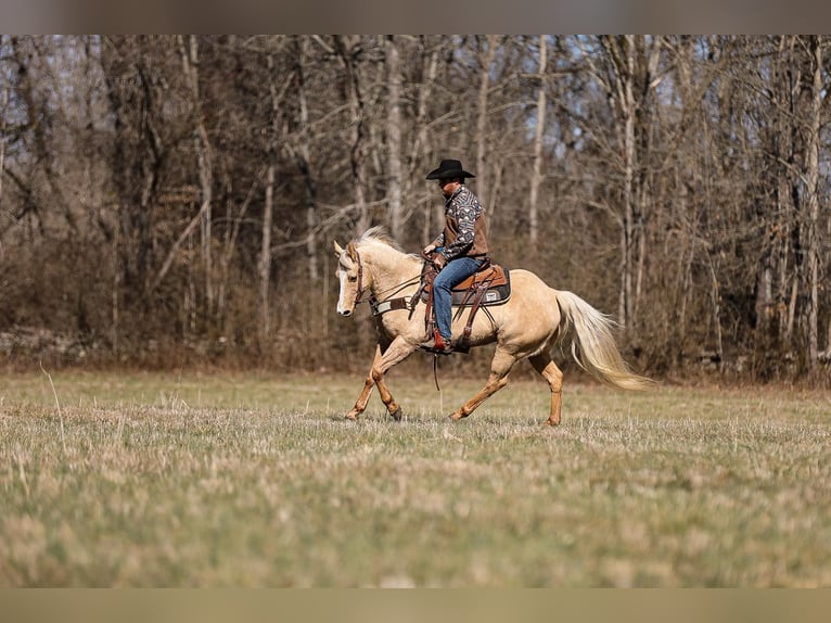 American Quarter Horse Castrone 11 Anni 152 cm Palomino in Santa Fe, TN