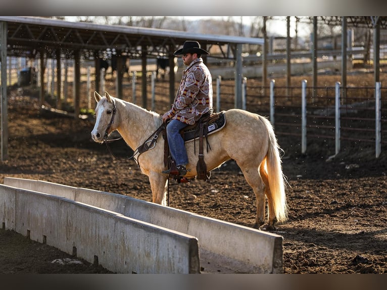 American Quarter Horse Castrone 11 Anni 152 cm Palomino in Santa Fe, TN