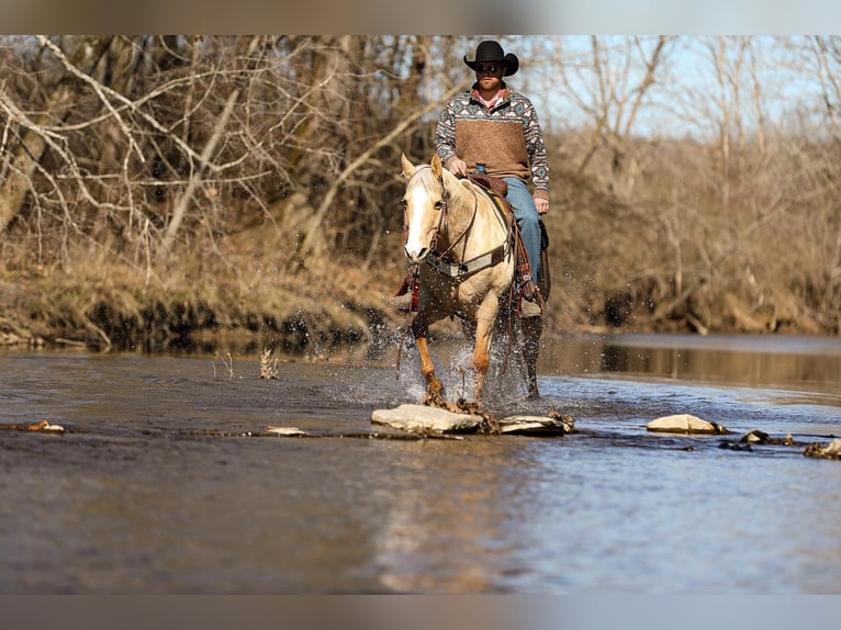 American Quarter Horse Castrone 11 Anni 152 cm Palomino in Santa Fe, TN