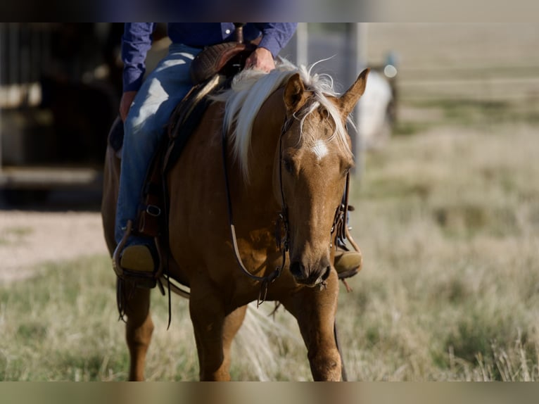 American Quarter Horse Castrone 11 Anni 152 cm Palomino in Sweet Springs MO