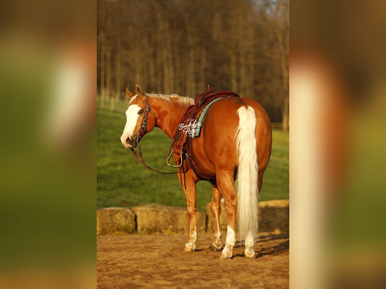 American Quarter Horse Castrone 11 Anni 152 cm Palomino in Millersburg