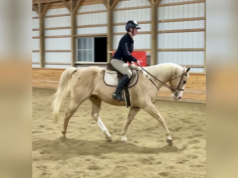 American Quarter Horse Castrone 11 Anni 152 cm Palomino in Pacific, MO