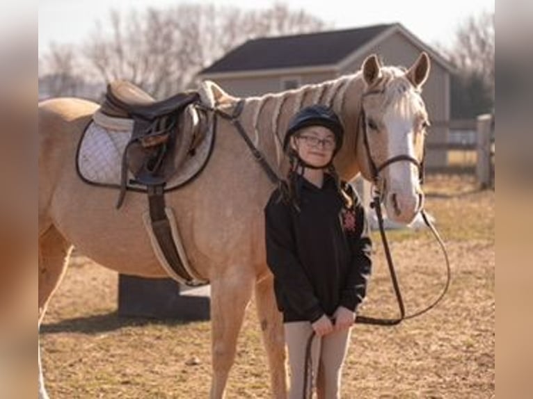 American Quarter Horse Castrone 11 Anni 152 cm Palomino in Pacific, MO