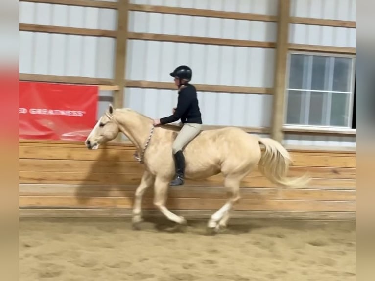 American Quarter Horse Castrone 11 Anni 152 cm Palomino in Pacific, MO