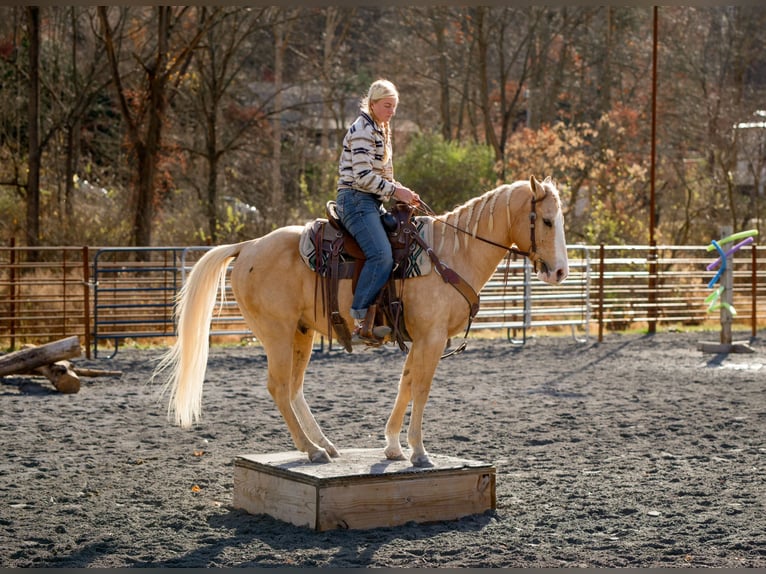American Quarter Horse Castrone 11 Anni 152 cm Palomino in Pacific, MO