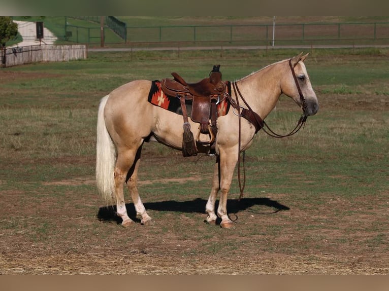 American Quarter Horse Castrone 11 Anni 152 cm Palomino in Cleburne TX
