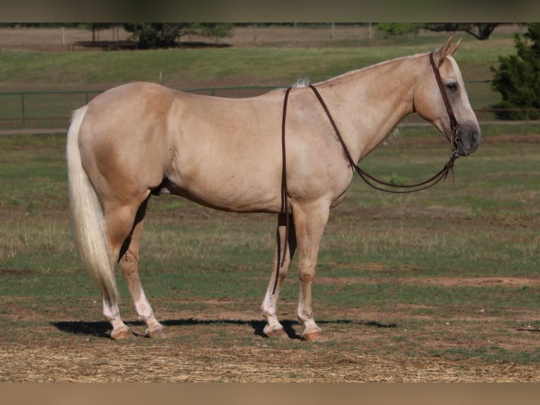 American Quarter Horse Castrone 11 Anni 152 cm Palomino in Cleburne TX