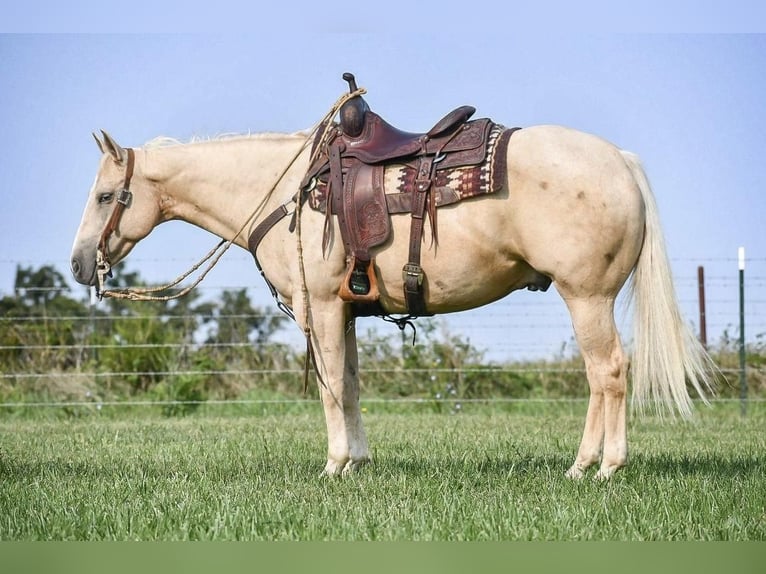 American Quarter Horse Castrone 11 Anni 152 cm Palomino in Buffalo, MO