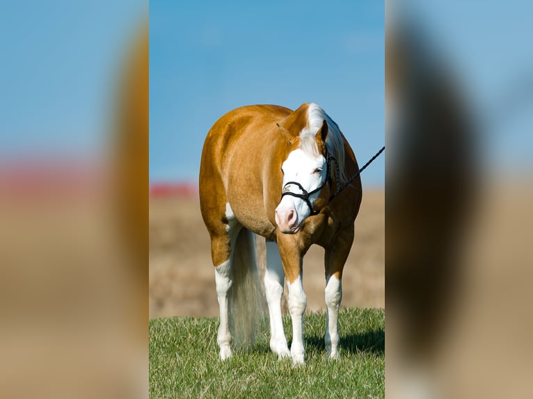 American Quarter Horse Castrone 11 Anni 152 cm Palomino in Joy