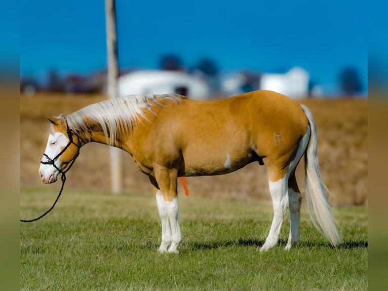 American Quarter Horse Castrone 11 Anni 152 cm Palomino in Joy