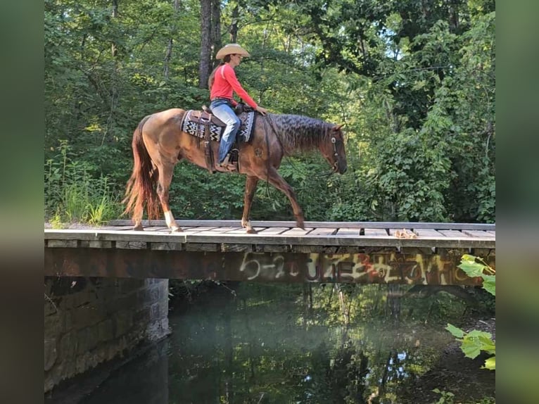 American Quarter Horse Castrone 11 Anni 152 cm in Robards KY