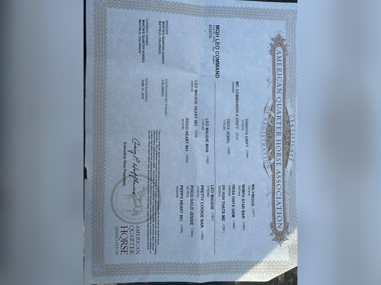 American Quarter Horse Castrone 11 Anni 152 cm Pelle di daino in Camp Verde AZ