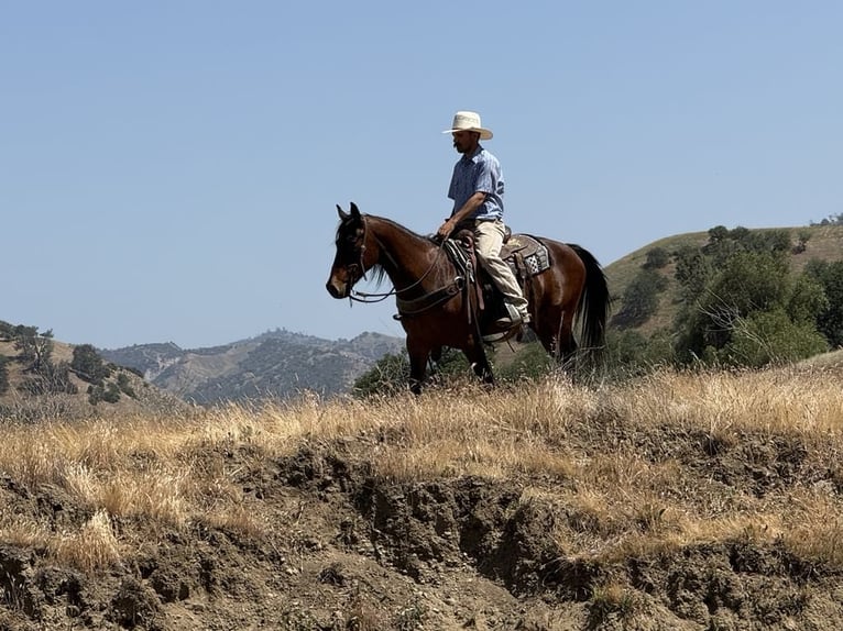 American Quarter Horse Castrone 11 Anni 152 cm Pelle di daino in Clarion PA