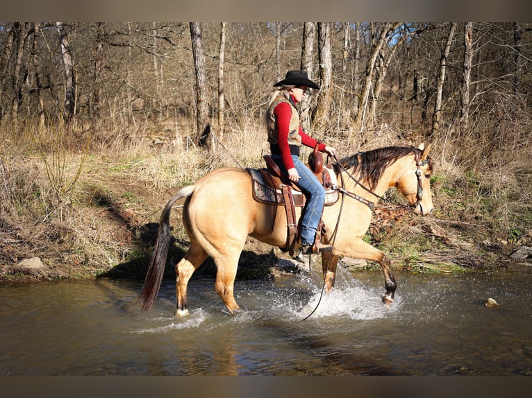 American Quarter Horse Castrone 11 Anni 152 cm Pelle di daino in Flemmingsburg KY