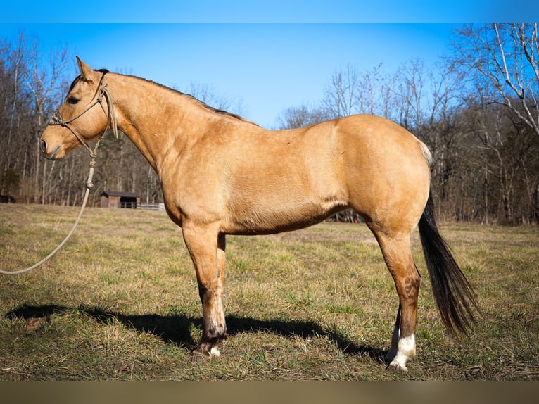 American Quarter Horse Castrone 11 Anni 152 cm Pelle di daino in Flemmingsburg KY