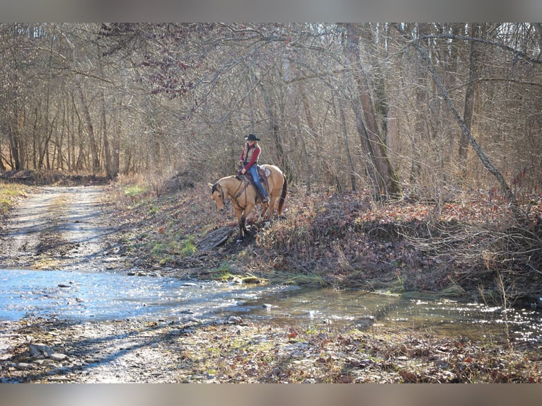 American Quarter Horse Castrone 11 Anni 152 cm Pelle di daino in Flemmingsburg KY