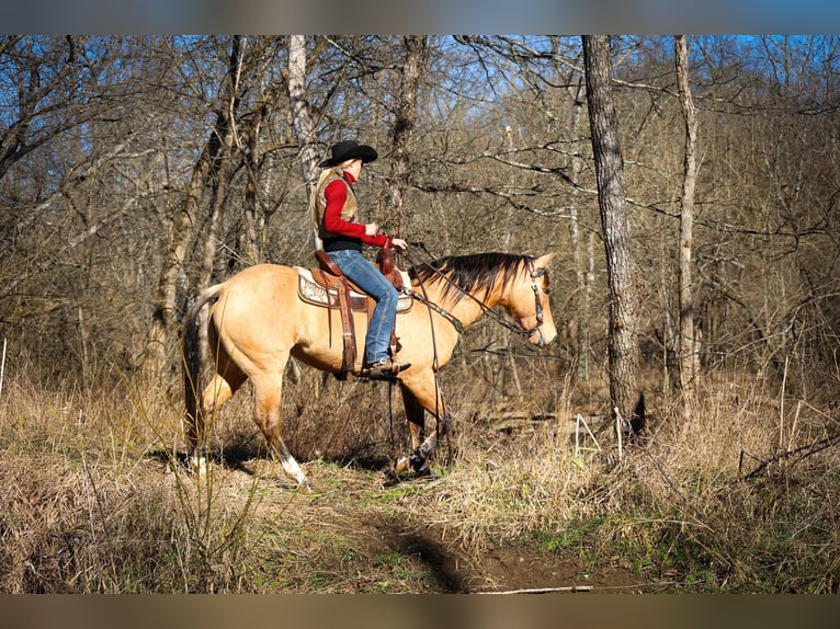 American Quarter Horse Castrone 11 Anni 152 cm Pelle di daino in Flemmingsburg KY