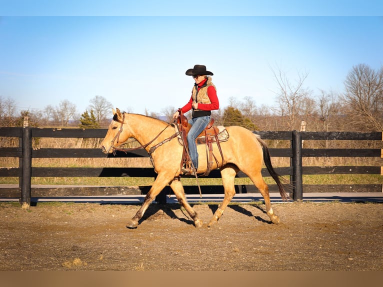 American Quarter Horse Castrone 11 Anni 152 cm Pelle di daino in Flemmingsburg KY