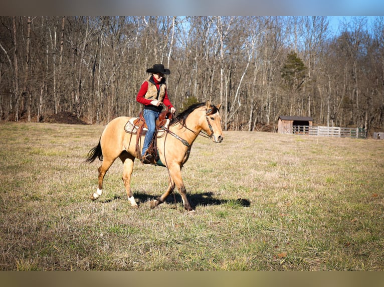 American Quarter Horse Castrone 11 Anni 152 cm Pelle di daino in Flemmingsburg KY