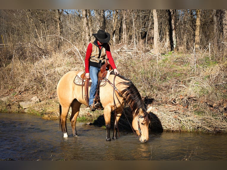 American Quarter Horse Castrone 11 Anni 152 cm Pelle di daino in Flemmingsburg KY