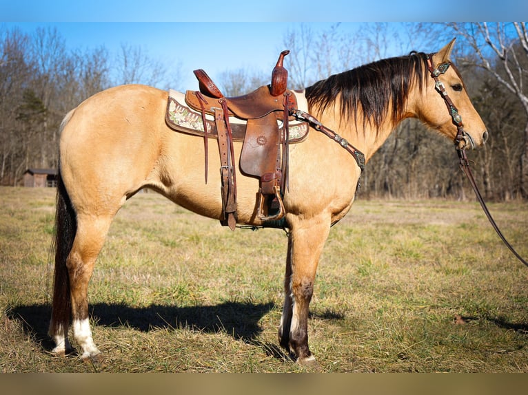 American Quarter Horse Castrone 11 Anni 152 cm Pelle di daino in Flemmingsburg KY