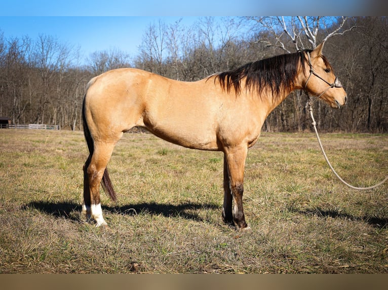 American Quarter Horse Castrone 11 Anni 152 cm Pelle di daino in Flemmingsburg KY