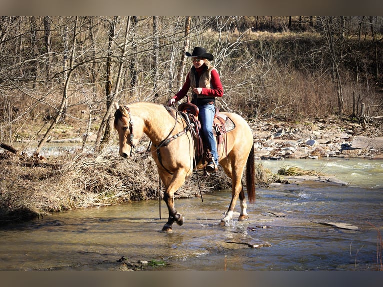 American Quarter Horse Castrone 11 Anni 152 cm Pelle di daino in Flemmingsburg KY