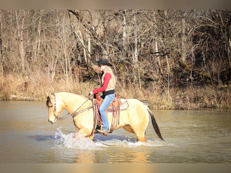 American Quarter Horse Castrone 11 Anni 152 cm Pelle di daino in Flemmingsburg KY