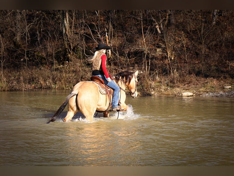 American Quarter Horse Castrone 11 Anni 152 cm Pelle di daino in Flemmingsburg KY