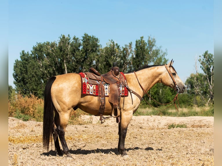 American Quarter Horse Castrone 11 Anni 152 cm Pelle di daino in Homedale ID