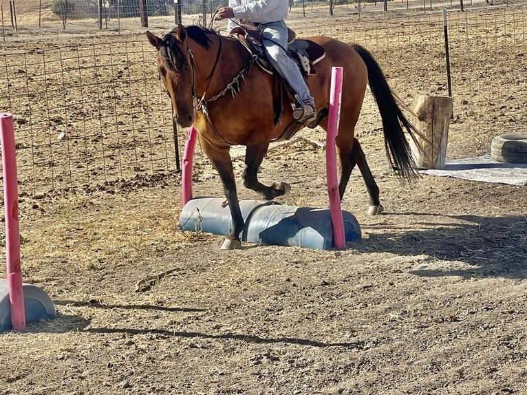 American Quarter Horse Castrone 11 Anni 152 cm Pelle di daino in Paicines CA