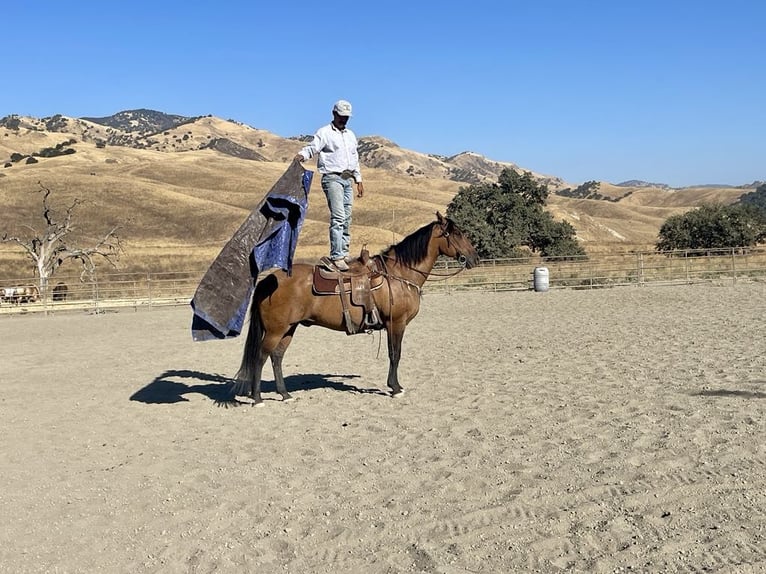 American Quarter Horse Castrone 11 Anni 152 cm Pelle di daino in Paicines CA