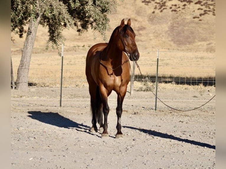 American Quarter Horse Castrone 11 Anni 152 cm Pelle di daino in Paicines CA