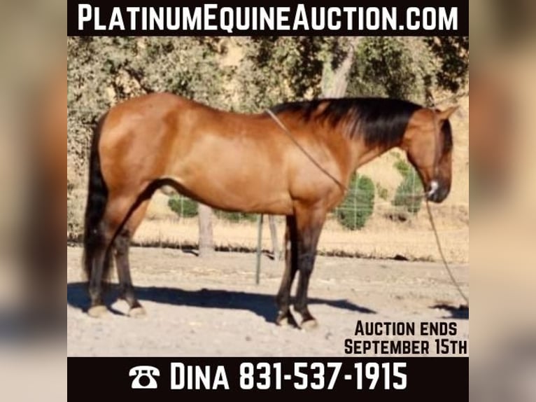 American Quarter Horse Castrone 11 Anni 152 cm Pelle di daino in Paicines CA