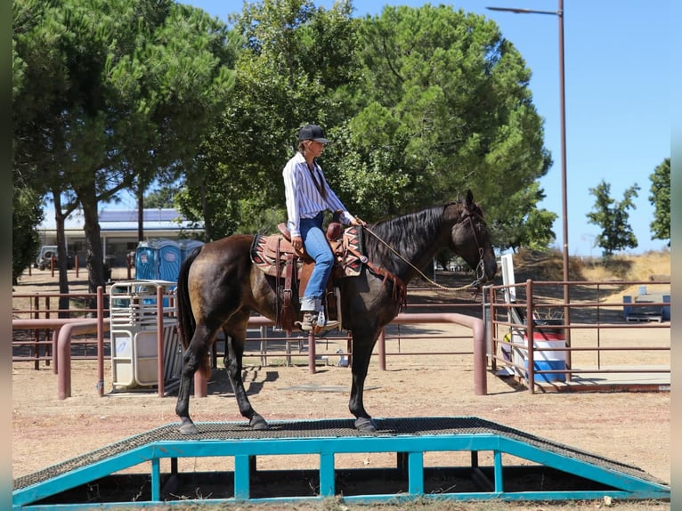 American Quarter Horse Castrone 11 Anni 152 cm Pelle di daino in Pleasant Grove CA