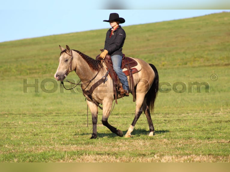 American Quarter Horse Castrone 11 Anni 152 cm Pelle di daino in Clarion, PA