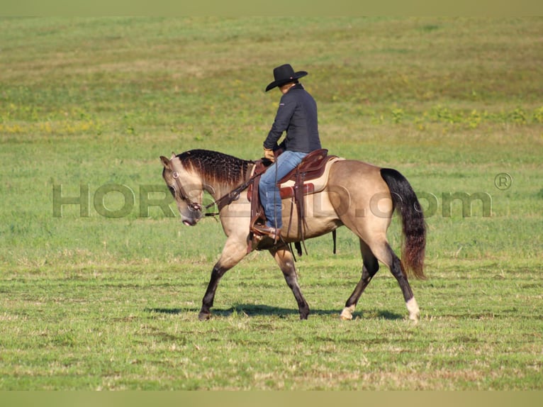 American Quarter Horse Castrone 11 Anni 152 cm Pelle di daino in Clarion, PA