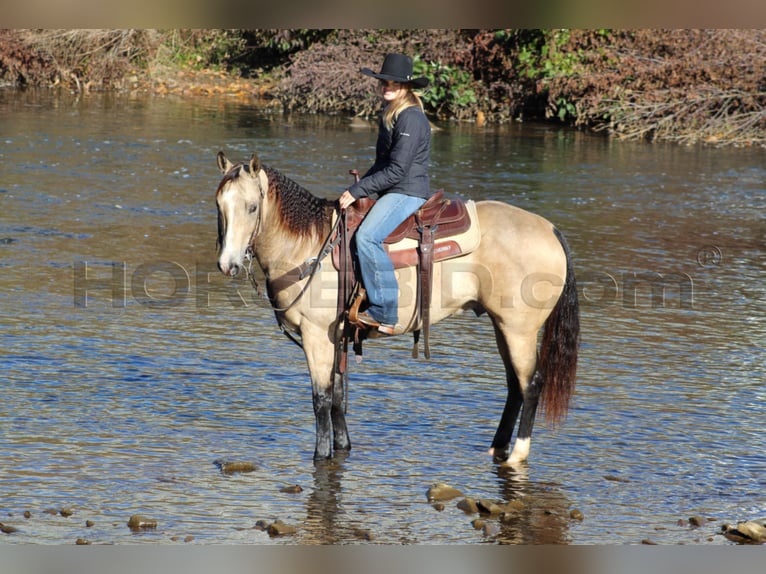 American Quarter Horse Castrone 11 Anni 152 cm Pelle di daino in Clarion, PA