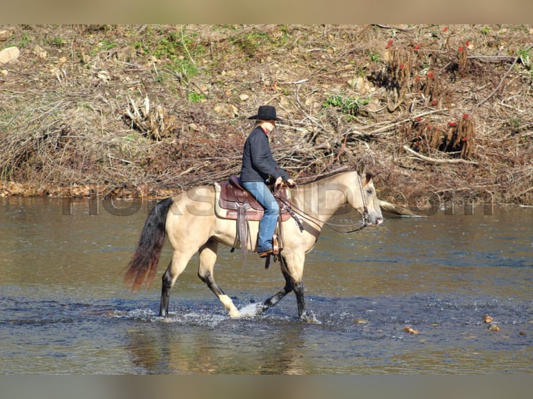 American Quarter Horse Castrone 11 Anni 152 cm Pelle di daino in Clarion, PA