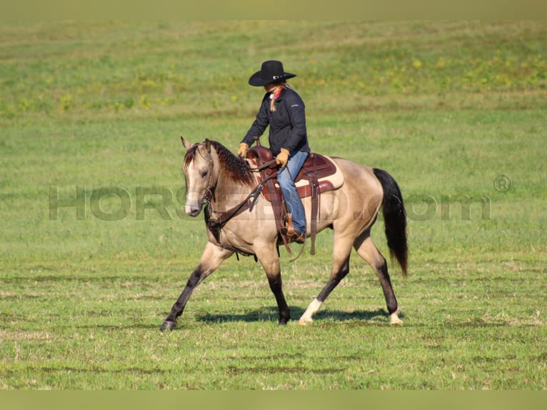 American Quarter Horse Castrone 11 Anni 152 cm Pelle di daino in Clarion, PA