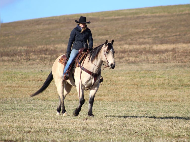 American Quarter Horse Castrone 11 Anni 152 cm Pelle di daino in Clarion, PA