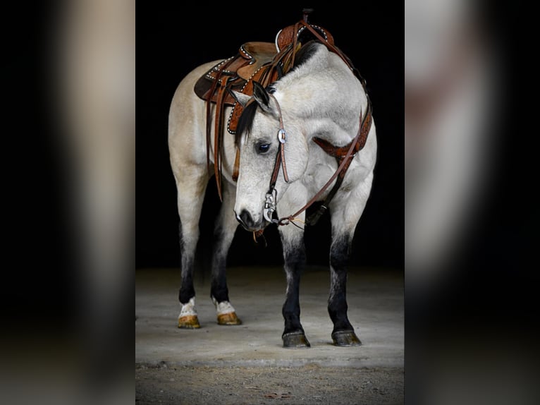 American Quarter Horse Castrone 11 Anni 152 cm Pelle di daino in Clarion, PA