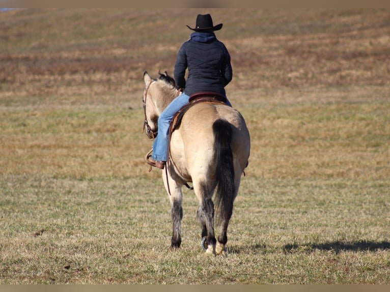 American Quarter Horse Castrone 11 Anni 152 cm Pelle di daino in Clarion, PA