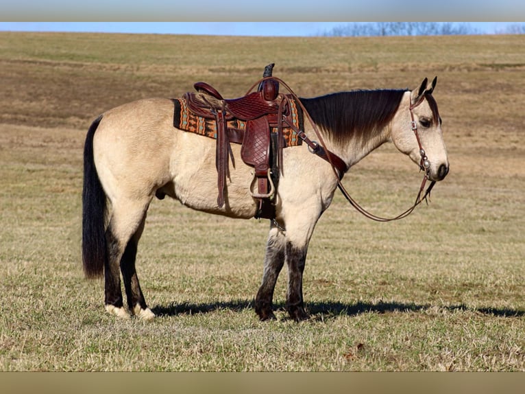 American Quarter Horse Castrone 11 Anni 152 cm Pelle di daino in Clarion, PA