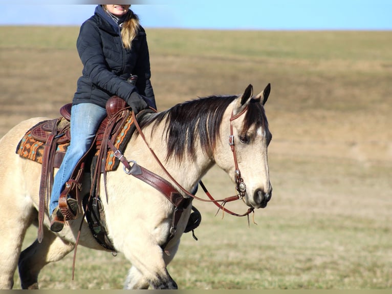 American Quarter Horse Castrone 11 Anni 152 cm Pelle di daino in Clarion, PA