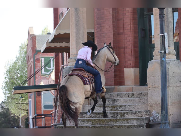 American Quarter Horse Castrone 11 Anni 152 cm Pelle di daino in Ripley