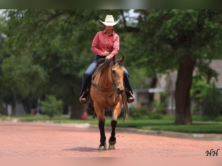 American Quarter Horse Castrone 11 Anni 152 cm Pelle di daino in Canyon, TX