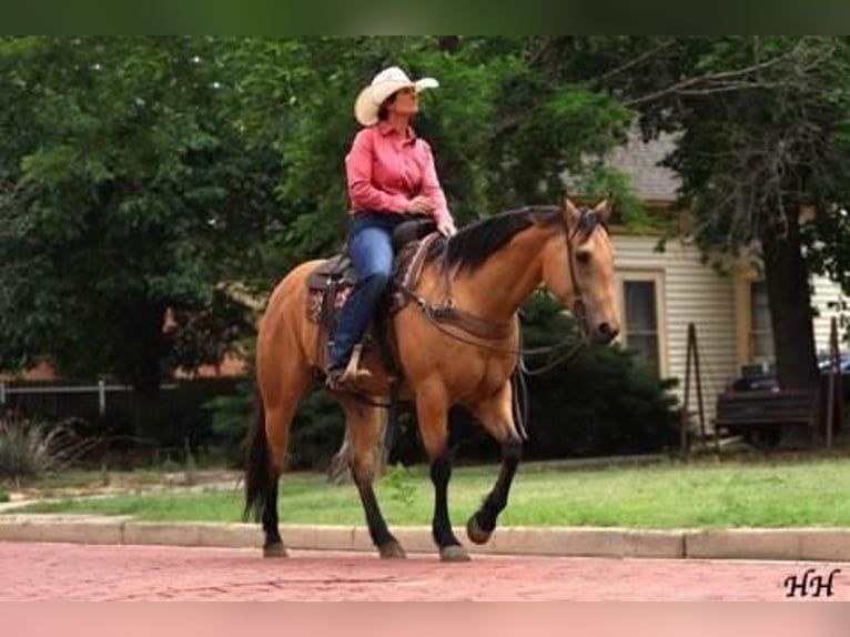 American Quarter Horse Castrone 11 Anni 152 cm Pelle di daino in Canyon, TX