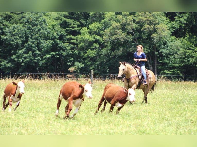 American Quarter Horse Mix Castrone 11 Anni 152 cm Pelle di daino in Clarion, PA